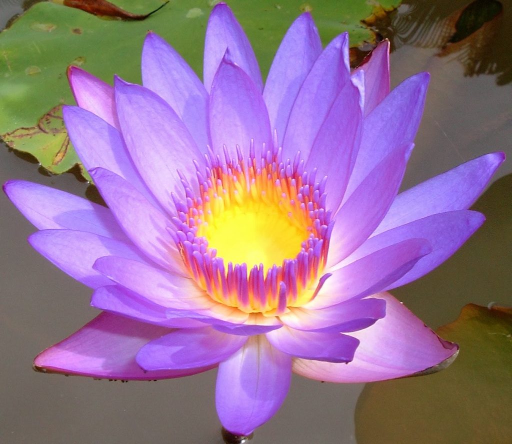 Lotus Flower 2